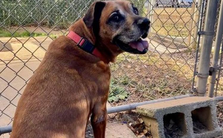 Chloe, a 10-year-old boxer-bulldog mix is looking for a home. 