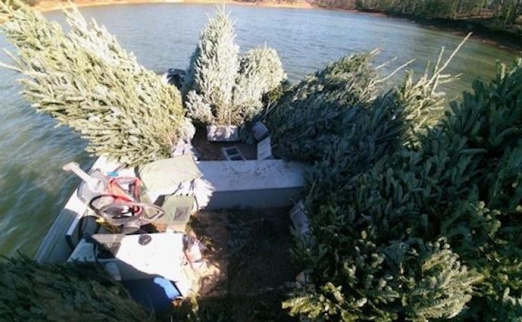A boat is loaded with Christmas trees to be sunk in Lake Hartwell near Sadlers Creek State Park for fish and insect habitats.