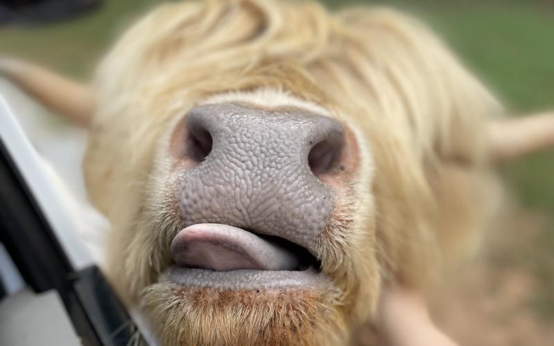 Blondie the Scottish Highland cow is ready for her close-up.